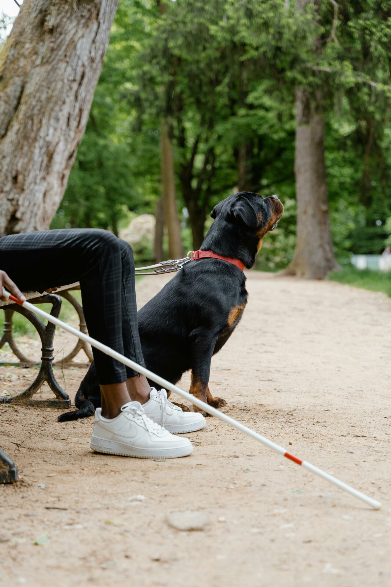 joven con discapacidad y su perro guía